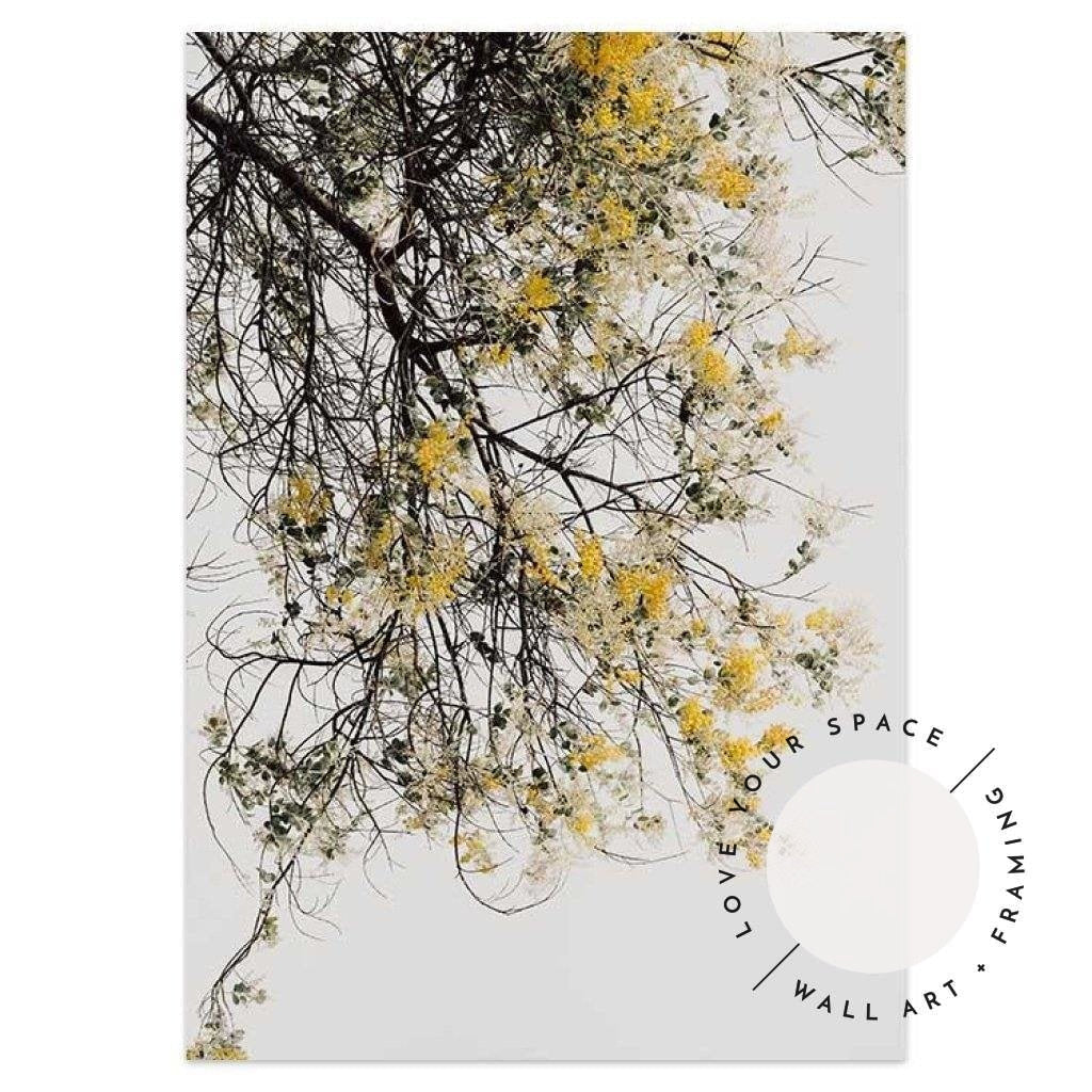 Wattle Tree - Love Your Space