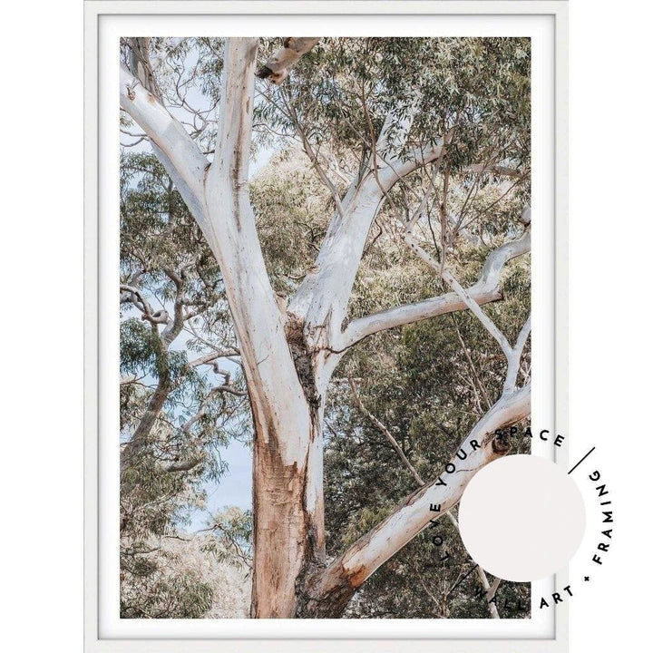 White Gum - Nelsons Bay - Love Your Space