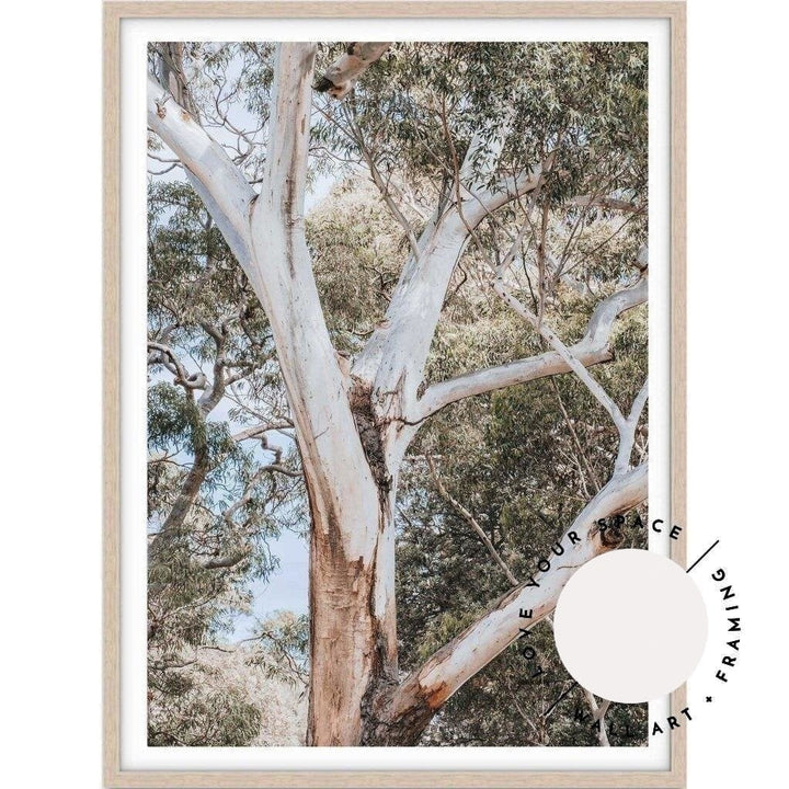 White Gum - Nelsons Bay - Love Your Space