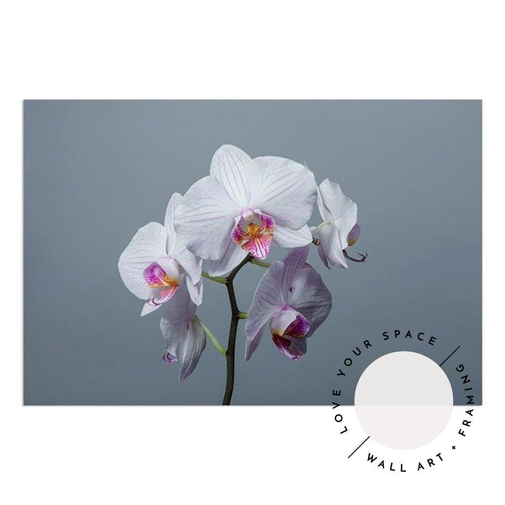 White Orchid - Love Your Space