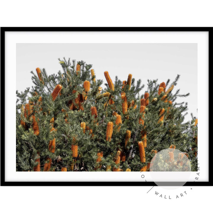 Wild Banksia II