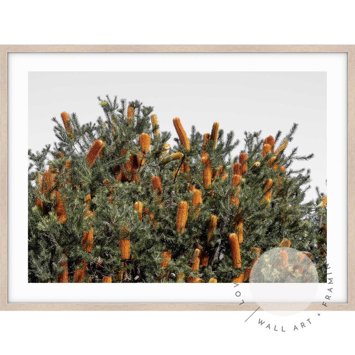 Wild Banksia II