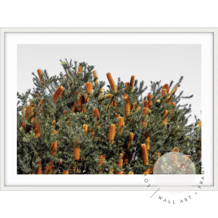 Wild Banksia II