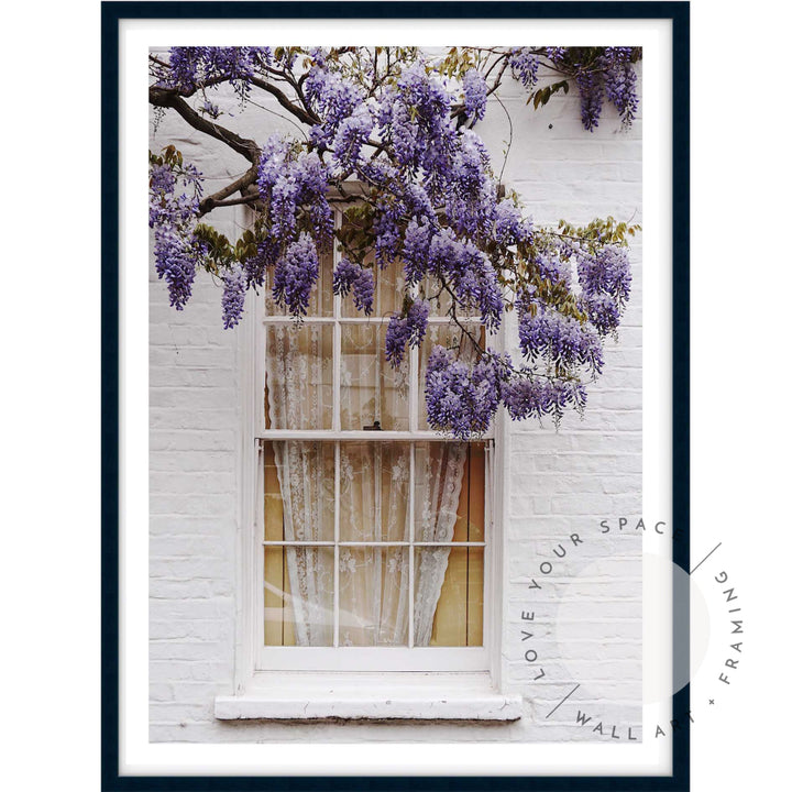 Wisteria