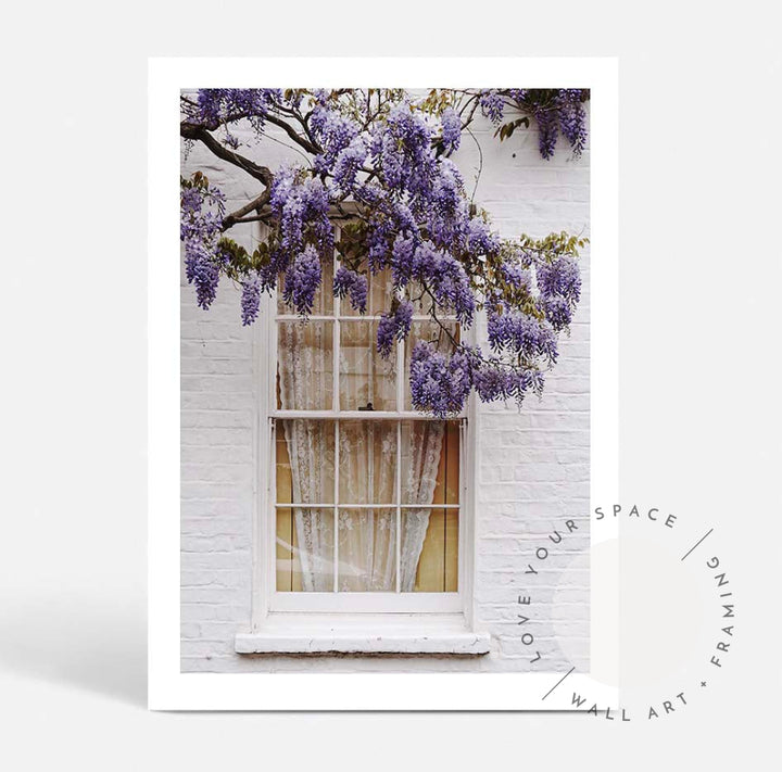 Wisteria