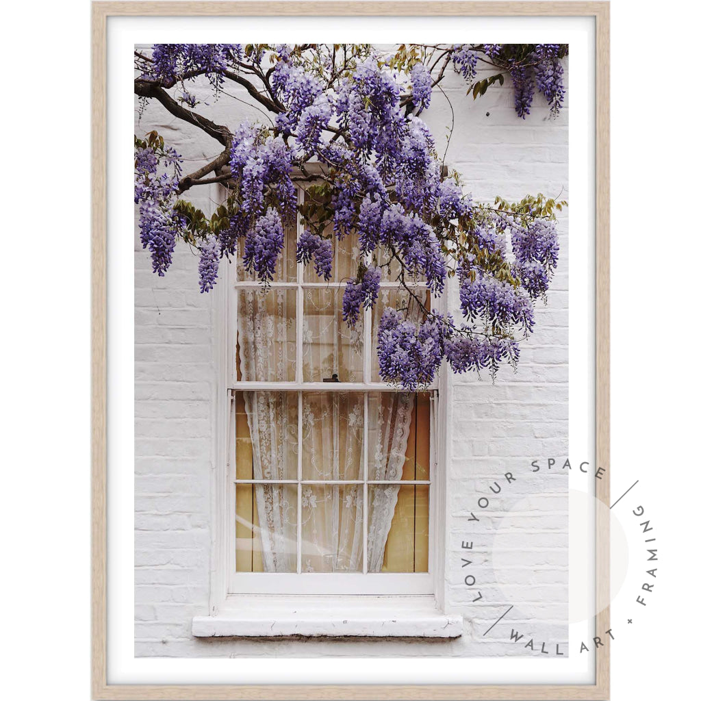 Wisteria