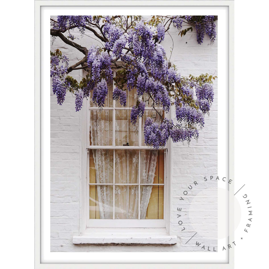 Wisteria