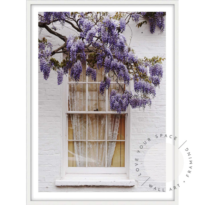 Wisteria